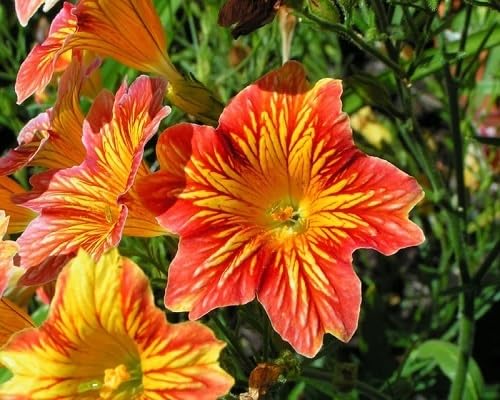 Orange Salpiglossis Flower Seeds