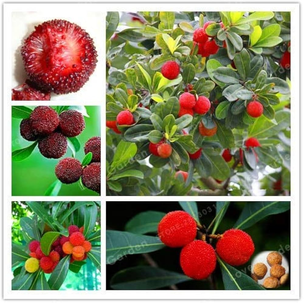 Red Bayberry Delicious Fruit Four