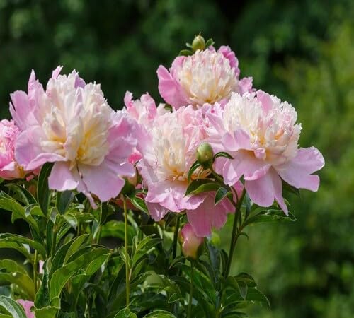 Pink White Peonies Flower Seeds
