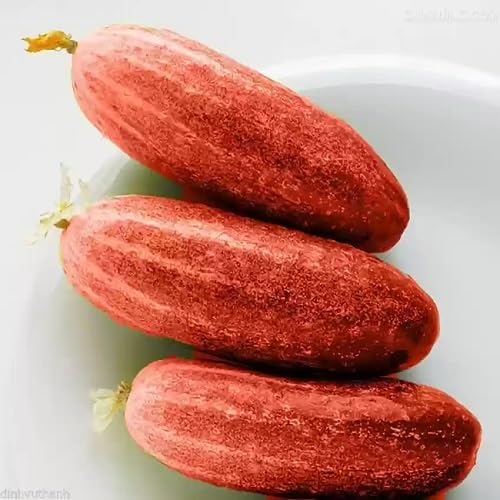Red Cucumber vegetable seeds - Heirloom, Organic, Non Gmo Garden Seeds for kitchen garden planting