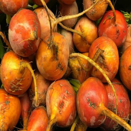 Orange Beetroot vegetable seeds - Heirloom, Organic, Non Gmo Garden Seeds for kitchen garden planting