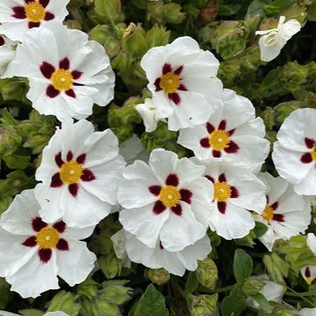White Cistus ladanifer Flower Seeds