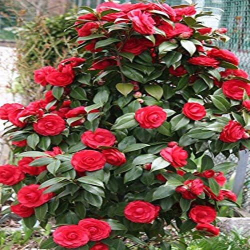 Red Camellia Flower Seeds