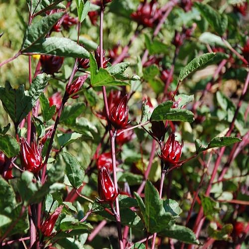 Red Roselle Fruit Seeds