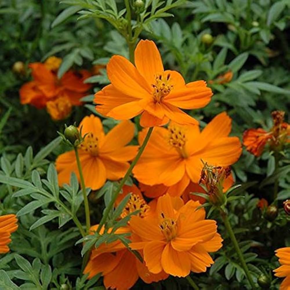 Orange Cosmos Cosmic Series