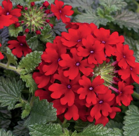 Red Verbena Flower Seeds
