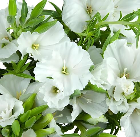 White Godetia Flower Seeds