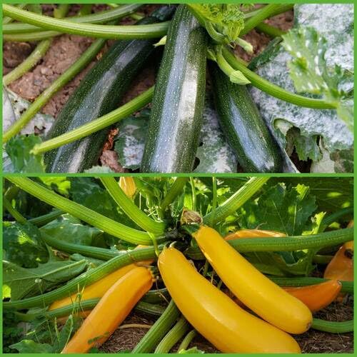 Green Yellow Zucchini vegetable seeds - Heirloom, Organic, Non Gmo Garden Seeds for kitchen garden planting