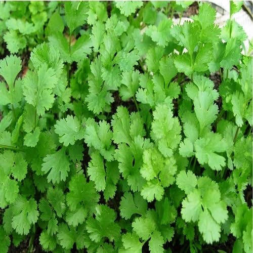 Coriander vegetable seeds for Home Gardening, Organic Raised Bed Garden Favorite Premium for kitchen garden planting