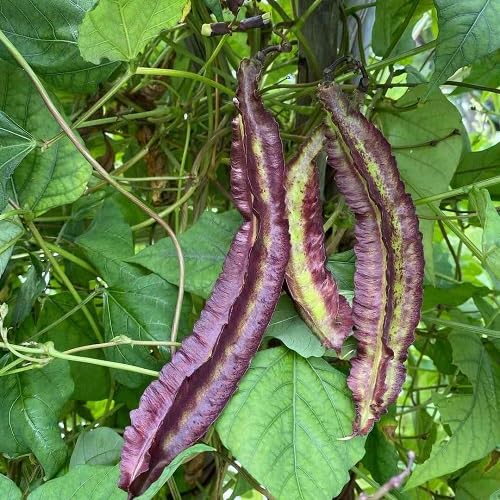 Purple Winged Bean vegetable seeds for Home Gardening, Organic Raised Bed Garden Favorite for kitchen garden planting