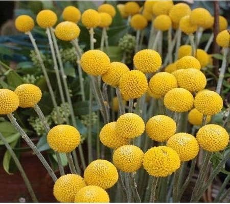 Pycnosorus Flower Seeds