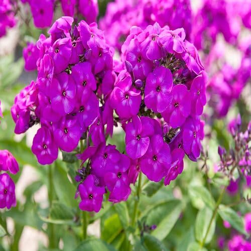 Purple Phlox Flower Seeds