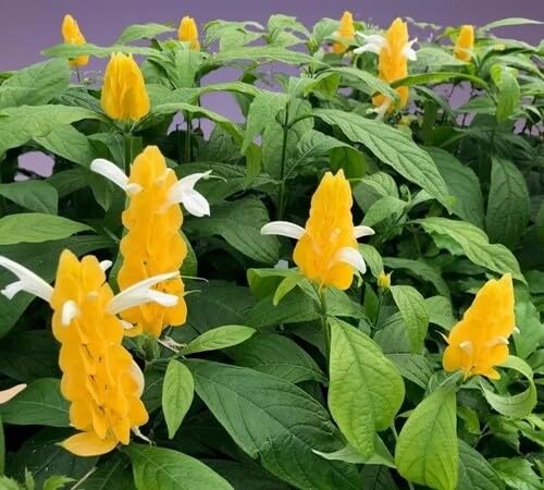 Yellow pachystachys Flower Seeds