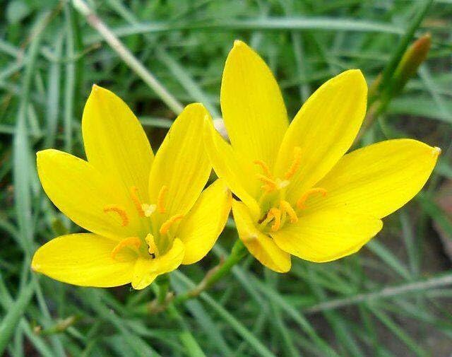 Yellow Zephyranthes Flowers Seeds