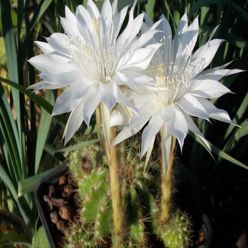 White Calochlora Flower Seeds