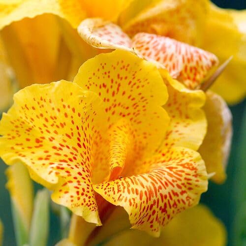 Red Yellow Canna Lily Flower Seeds