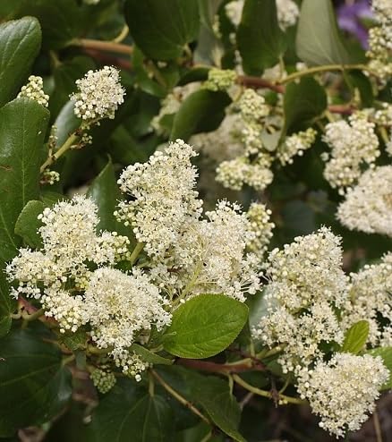 Ceanothus Flower Seeds