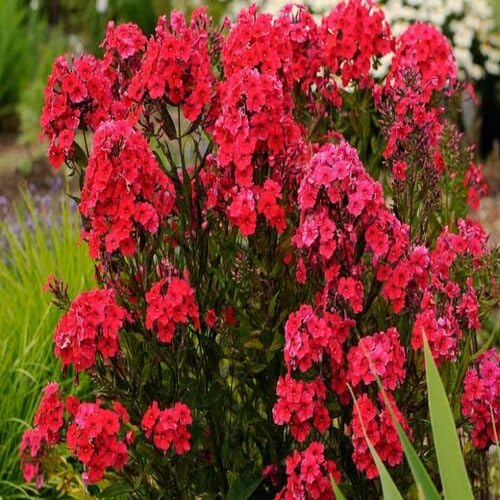 Red Phlox Flower Seeds