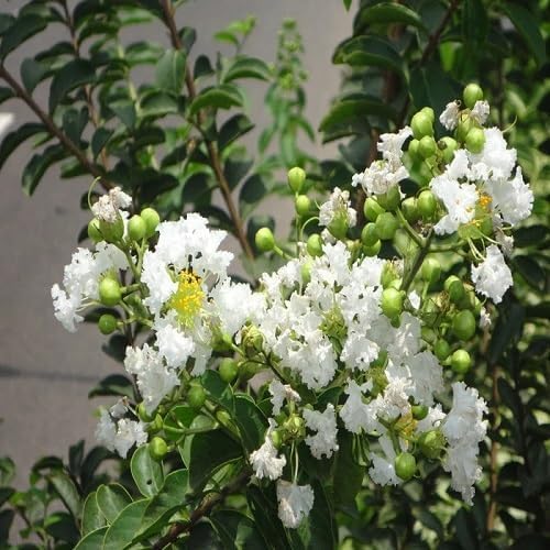 White Myrtle Flowers Seed