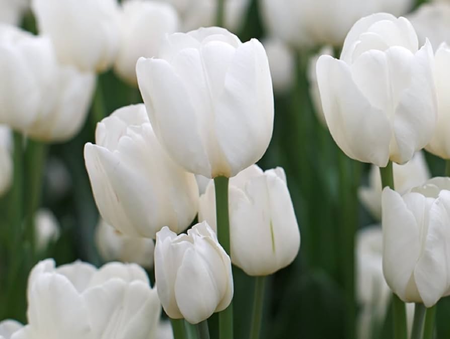 White White Emperor Tulip Bulbs