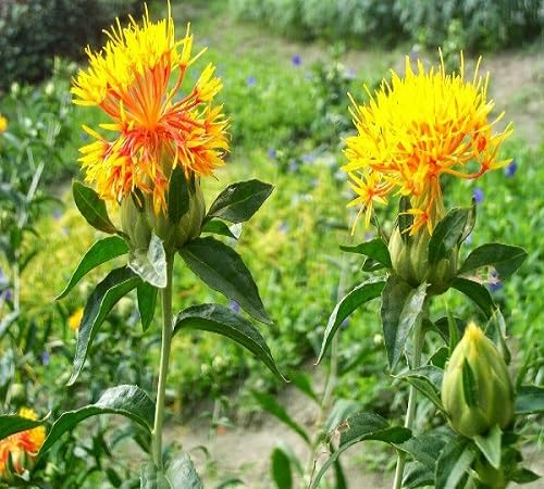 Safflower Seeds