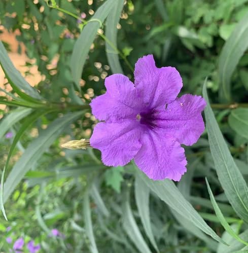 Purple ruellia tuberosa Flower Seeds