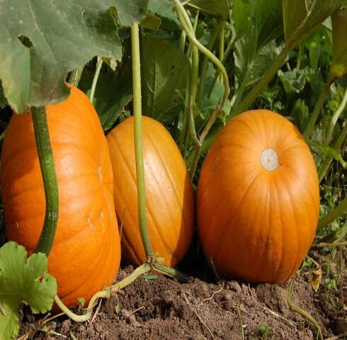 Orange Pumpkin Vegetable Seeeds vegetable seeds - Heirloom, Organic, Non Gmo Garden Seeds for kitchen garden planting
