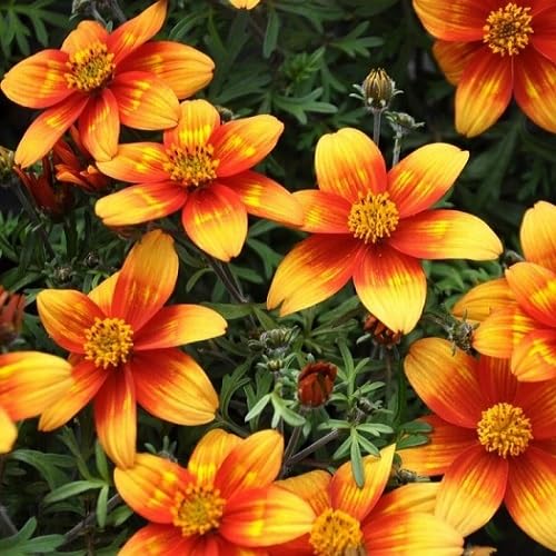 Orange bidens Flower Seeds