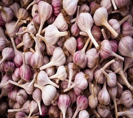 Garlic vegetable seeds - Heirloom, Organic, Non Gmo Garden Seeds for kitchen garden planting