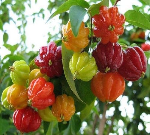 Surinam Cherry Fruit Seeds Exotic Kitchen Favorite for Orchard Cultivation