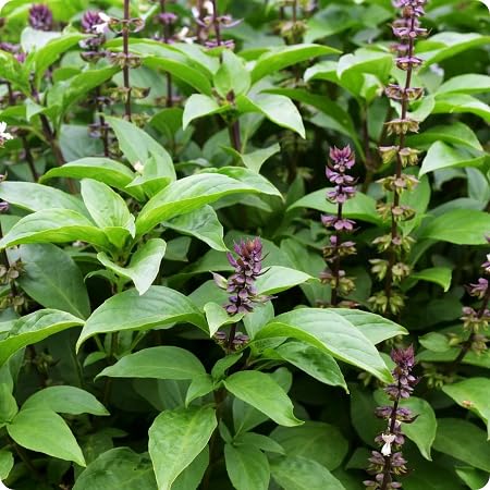 Basil Plant Seeds herb seeds - natural growing, healthy herbs garden seeds