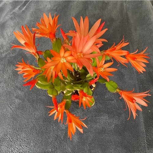 Orange rhipsalidopsis Flower Seeds