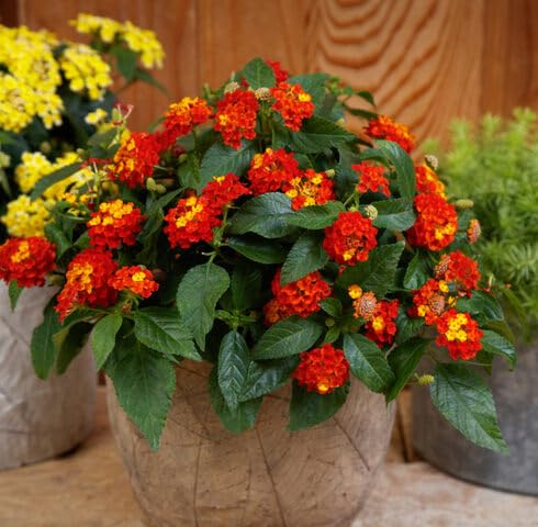 Red Lantana Flower Seeds