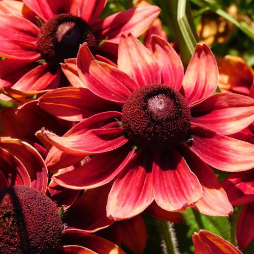 Red Rudbeckia Flower Seeds