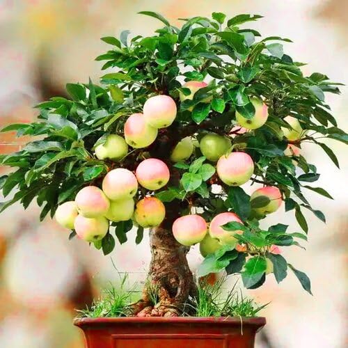 Green Bonsai Apple Tree fruit seeds for organic garden planting