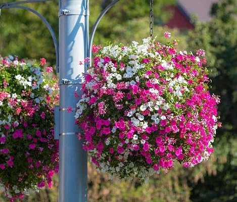 pink white petunia flower