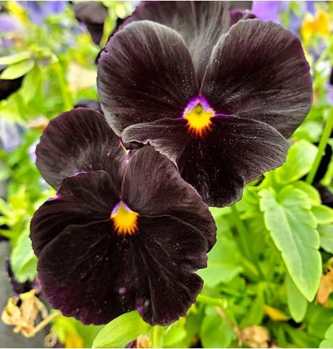 Black Ocs Pansy Flower Seeds