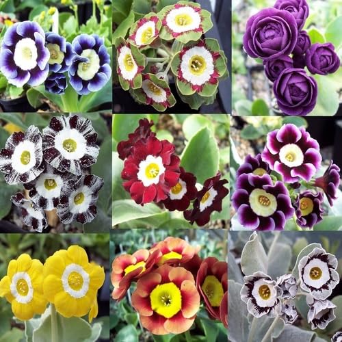 Mixed Aubrieta Flower Seeds