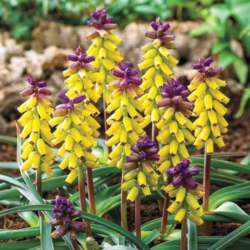 Yellow Violet Muscari Macrocarpum Flower Seeds