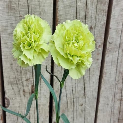 Green Carnation Flower Seeds