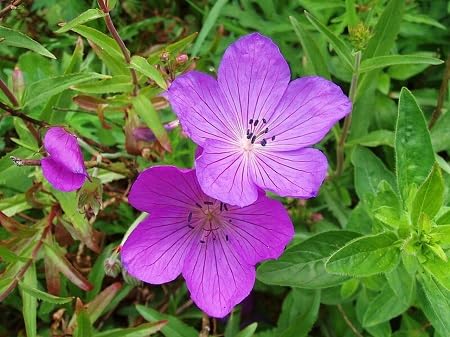 Purple Geranium Flower Seeds