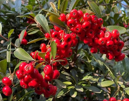 Red Ruscus Aculeatus fruit seeds for organic garden planting