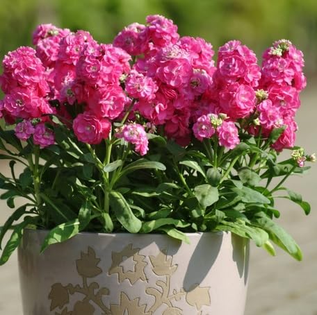 Pink Matthiola Flower Seeds