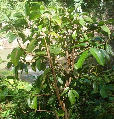 Green Cardamom Green Seed herb seeds - high germination, backyard growing garden seeds