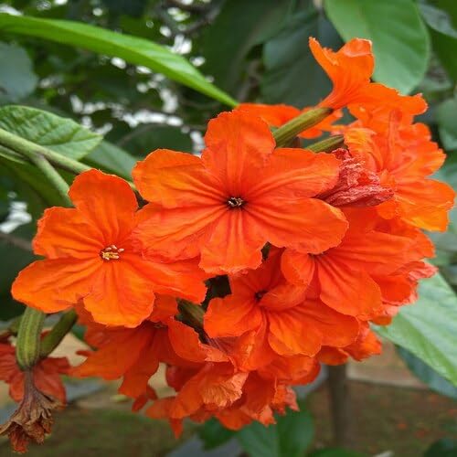 orange cordia sebestena flower Fruit Seeds for Home Planting Premium Germination Healthy Harvest Growing