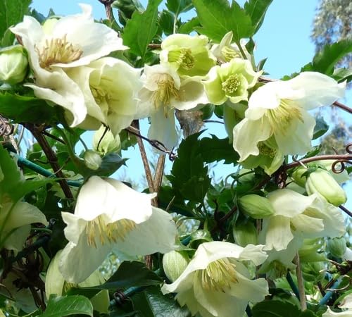 White Cirrhosa Flower Seeds