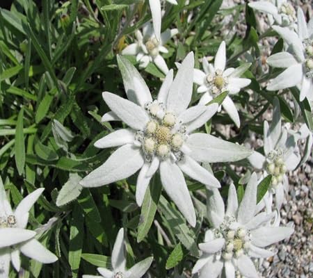 Edelweiss Alpine Flower Seeds