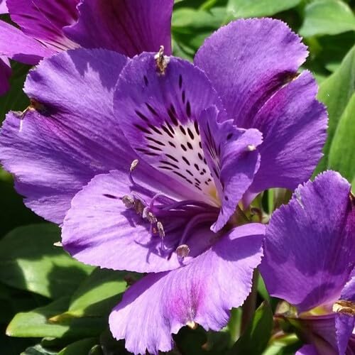 Purple Alstromeria Flower Seeds