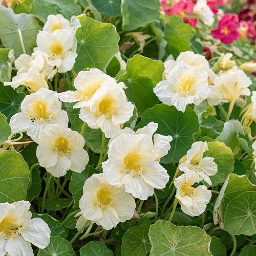 Tropaeolum Flower Seeds
