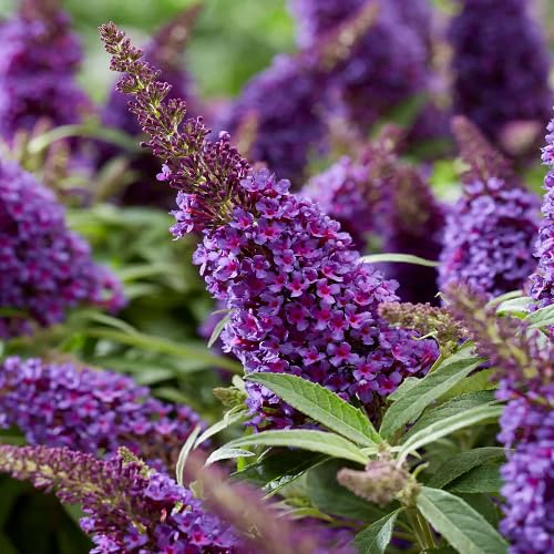 Buddleia Flower Seeds